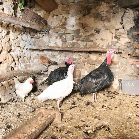 Casa Rural Amador Villarroya de los Pinares エクステリア 写真