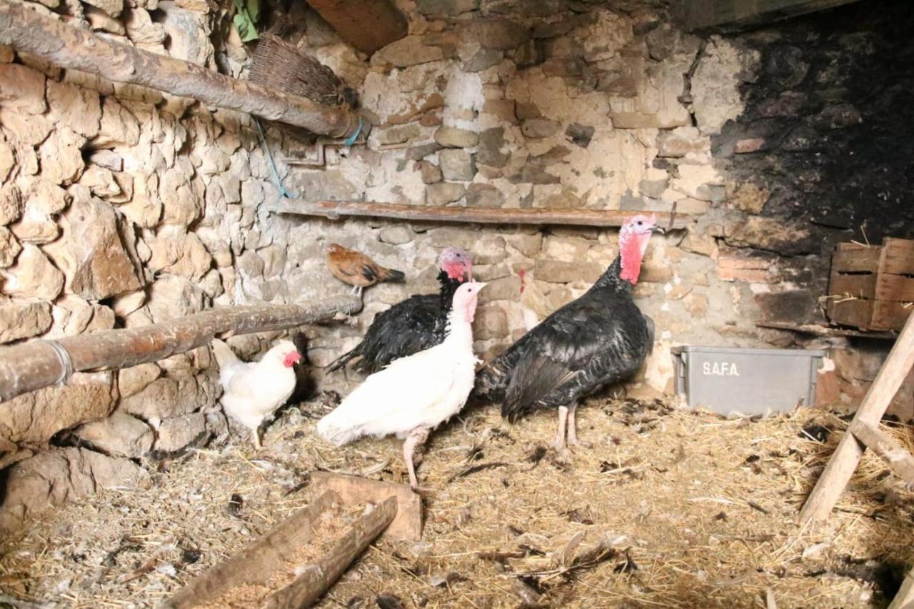 Casa Rural Amador Villarroya de los Pinares エクステリア 写真